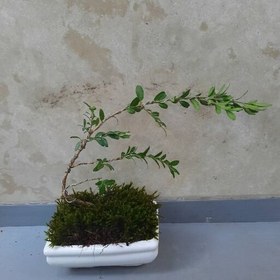 تصویر بن سای ( Buxus sempervirens) بنسای شمشاد هیرکانی (Buxus hyrcana) بونسای ارسال رایگان 