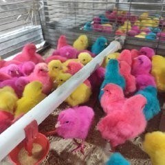 تصویر جوجه رنگی 