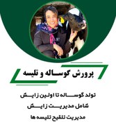 تصویر پرورش گوساله و تلیسه 