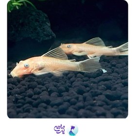 تصویر ماهی کت پوزه بوته ای آلبینو باله کوتاه 2 تا 4 سانتی متر 