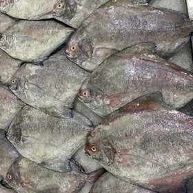 تصویر ماهی حلوا سیاه جنوب شکم خالی شده تازه و صید روز 600 گرمی 