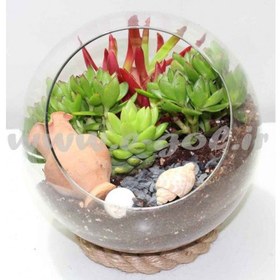 تصویر تراریوم کاکتوس 