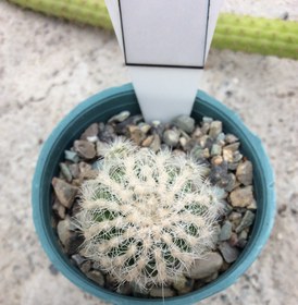 تصویر بذر کاکتوس ژیمنوکالیسیوم بروچی واریته نویوم prolifera ELG.9715 - بسته 10 عددی Gymnocalycium bruchii var . Niveum prolifera ELG.9715