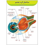 تصویر پوستر آموزشی آناتومی چشم A3 