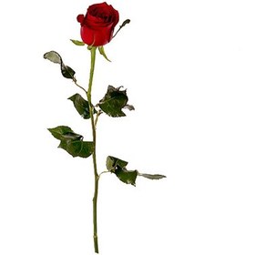 تصویر شاخه گل رز قرمز 