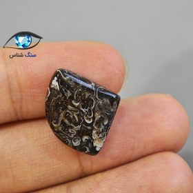 تصویر فسیل توریتلا 2.6 گرم 