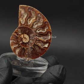 تصویر فسیل آمونیت بر روی پایه پلکسی (کد29) 