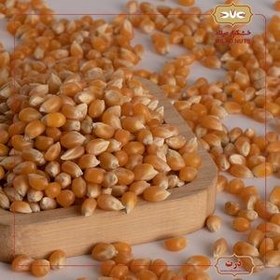 تصویر دانه ذرت خام Raw corn kernels