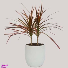 تصویر گیاه طبیعی دراسنا کد D01 