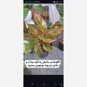 تصویر اگلونما لب ماتیکی 