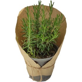 تصویر گیاه طبیعی رزماری کد yt40 