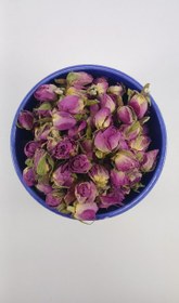 تصویر غنچه گل محمدی 