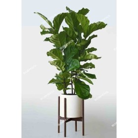 تصویر لیراتا 3 شاخه FL03 