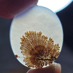 تصویر شجر قائن قواره دار زیبا واضح 