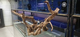 تصویر ریشه آبنوس کد 03 