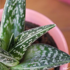 تصویر آلوئه واریگاتا 