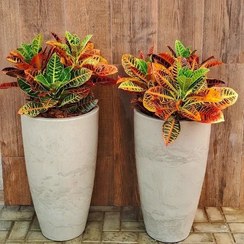 تصویر گیاه کروتون مناسب دکوراسیون داخلی 