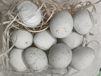 تصویر تخم کبوتر بسته ۱۰ تایی 