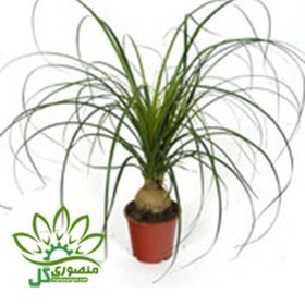 تصویر لیندا 