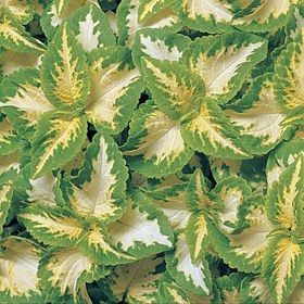 تصویر بذر گیاه آپارتمانی حسن یوسف یشم یا سبز و سفید - Coleus Jade 