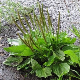 تصویر بذر بارهنگ 