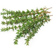 تصویر بذر مرزنجوش 100 عددی 