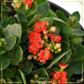 تصویر گیاه کالانکوا 