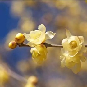 تصویر بذر گل یخ بسته 4 عددی 