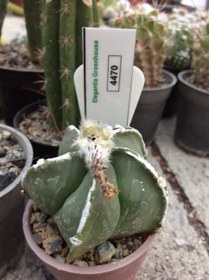 تصویر بذر کاکتوس آستروفیتوم رکوتسو ژاپن ELG.4470 - بسته 10 عددی Astrophytum Myriostigma Rokkotsu ELG.4470