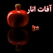 تصویر مقاله آفات انار 