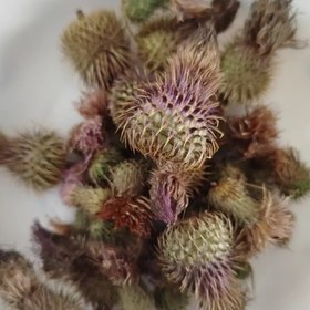 تصویر گیاه خار مریم 50گرمی 