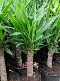 تصویر گیاه طبیعی یوکا تنه دارNatural yucca plant with trunk 