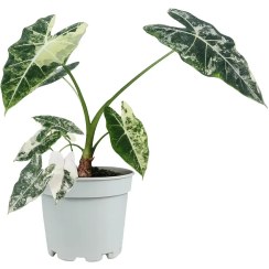 تصویر آلوکازیا فرایدک ابلق 