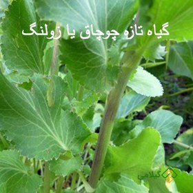 تصویر چوچاق خشک گیلامی ( Gilamie Erungium Planum ) 