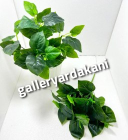 تصویر بوته پتوس 