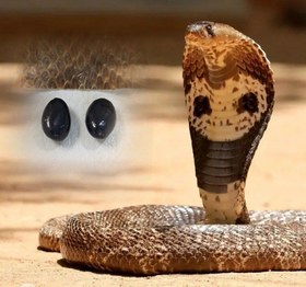 تصویر مهره مار لوبیایی 