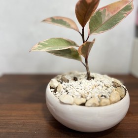 تصویر گلدون فیکوس شرابی 