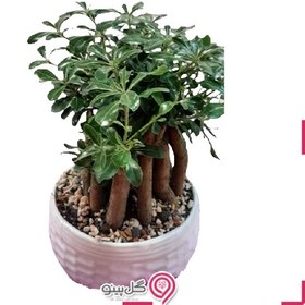 تصویر گلدان میخک هندی 