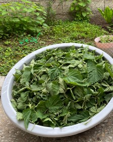 تصویر گزنه خشک گیاه دارویی پرخاصیت