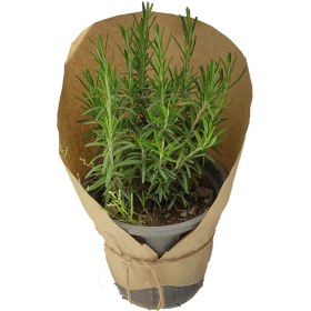 تصویر رزماری 