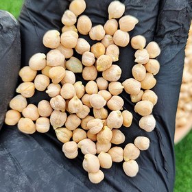 تصویر نخود ۱ کیلوگرم دیم 