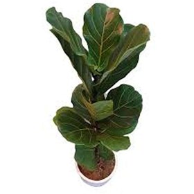 تصویر فیکوس لیراتا 