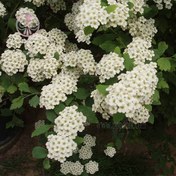 تصویر بذر گل عروس(ژیپسوفیلا) سفید 