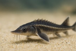 تصویر بچه ماهی خاویار ازون برون 