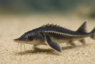 تصویر بچه ماهی خاویار استرلیاد 