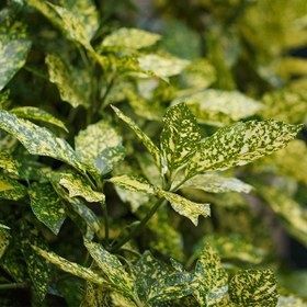 تصویر گل آکوبا 