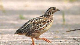 تصویر پرورش بلدرچین 