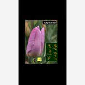 تصویر پیاز لاله هلندی - کد Tulip