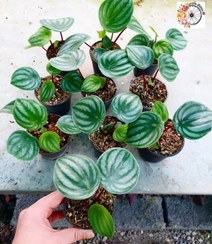 تصویر پک ۲۰ عددی پپرومیا هندوانه ای 