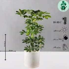 تصویر شفلرا ابلق 